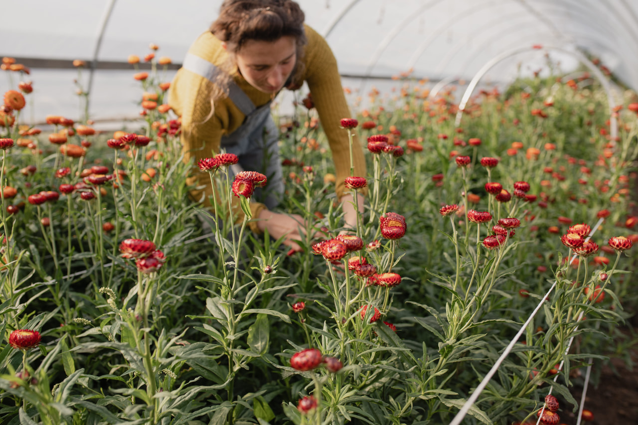Olkikukka Fireball, Loukykvět
