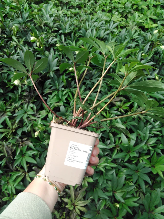 Jouluruusu Magnificent Bells - 2024