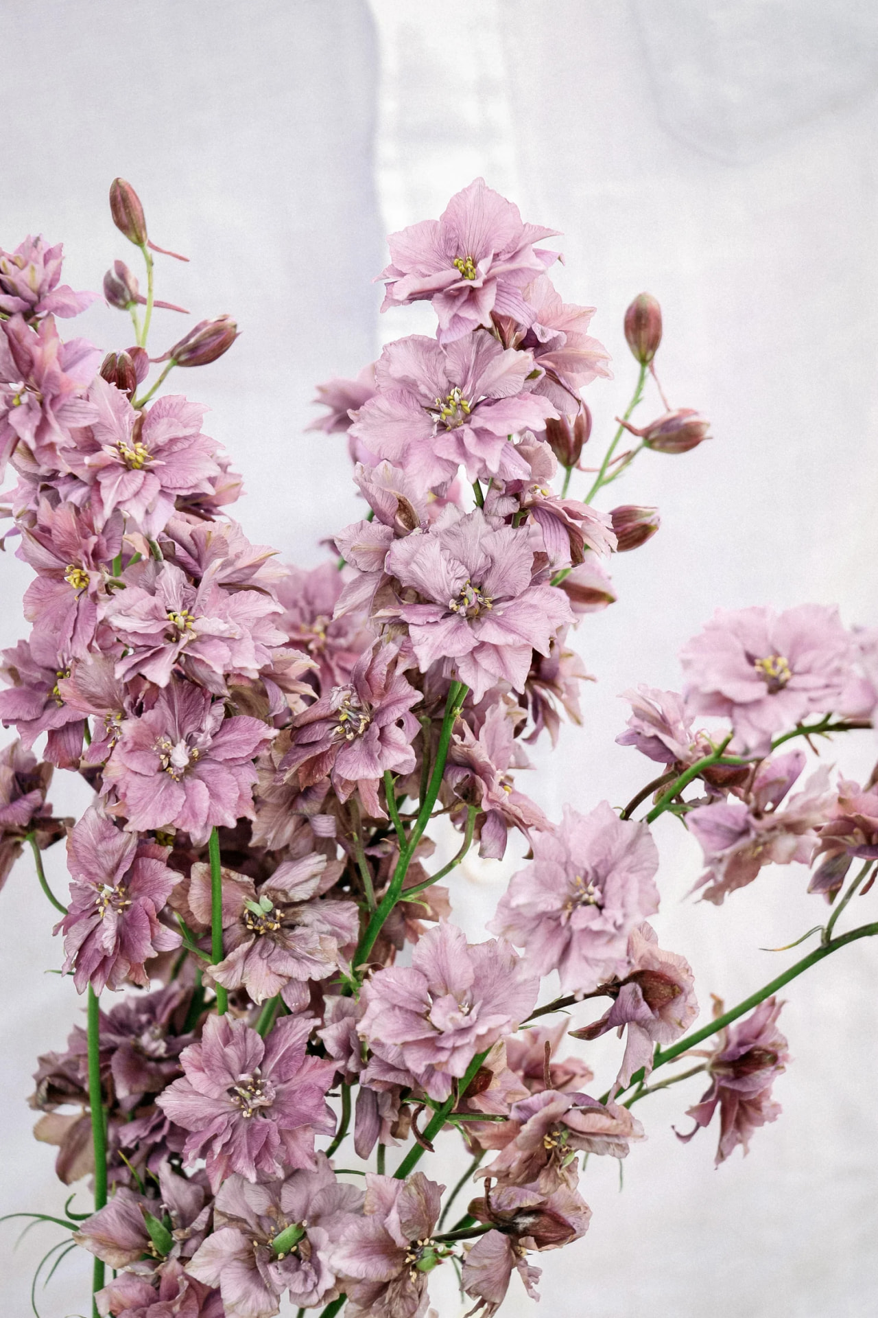 Larkspur Misty Lavender, Loukykvět