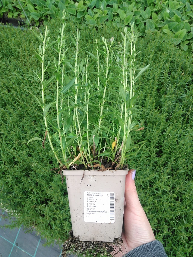 Asteri Lovely - 9. 6. 2025