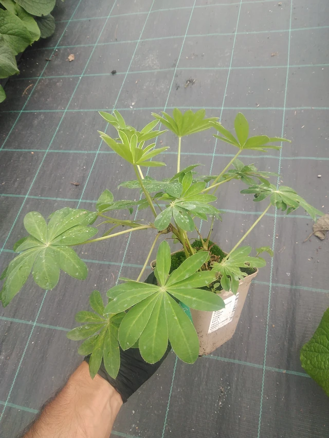 Lupino Gallery White - 10. 9. 2025