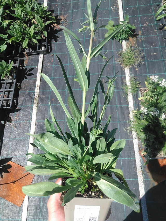 Partapipo Twizzle Coral - 1. 7. 2025