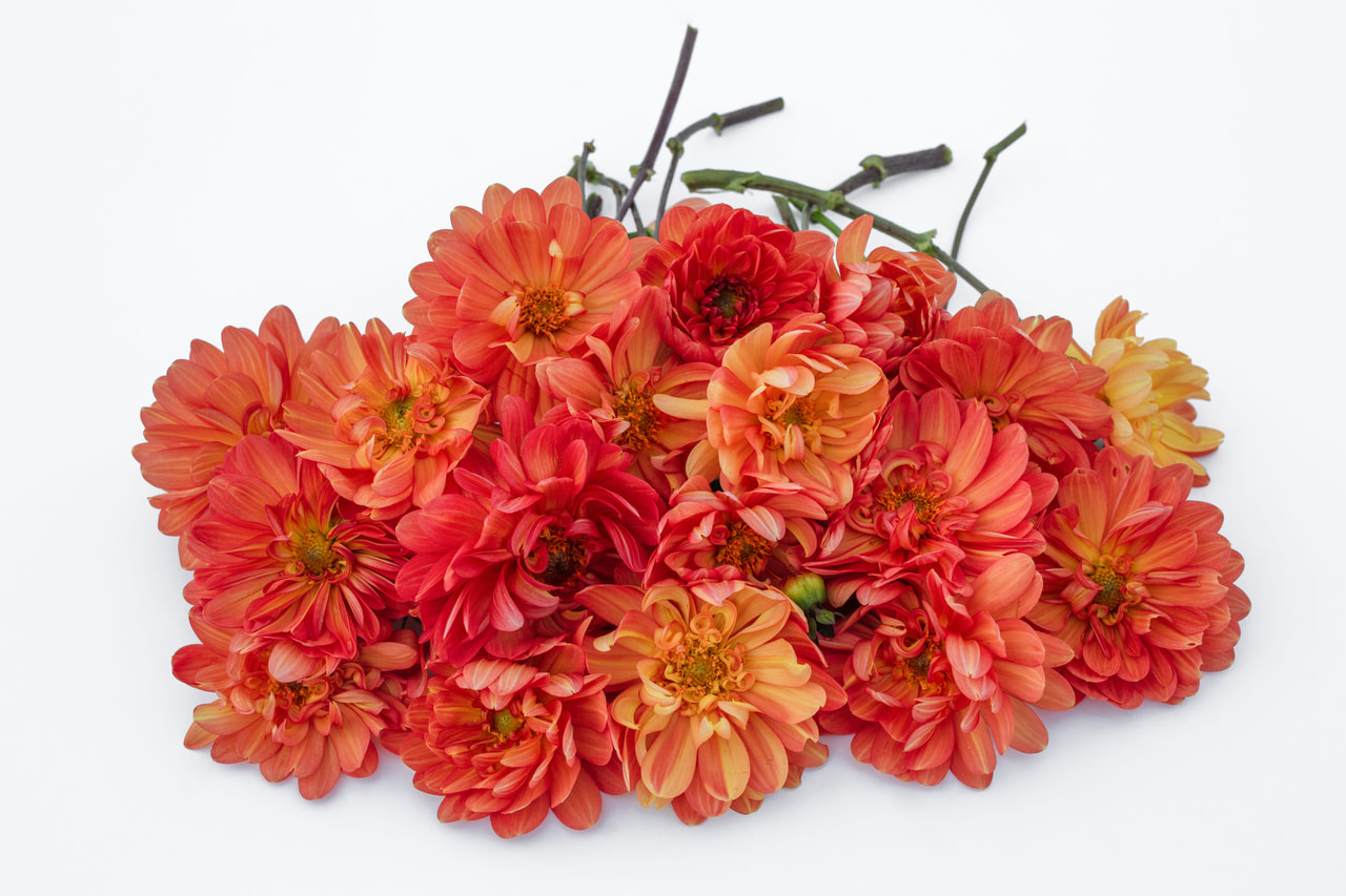 Daalia Graceland, Loukykvět