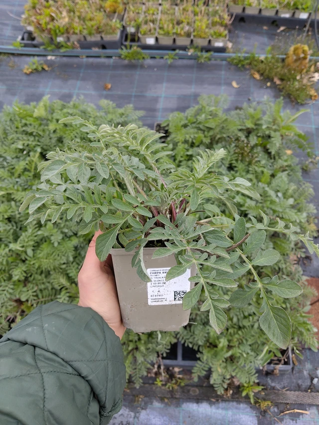 Ruiskaunokki Bright Rose - 21. 4. 2026