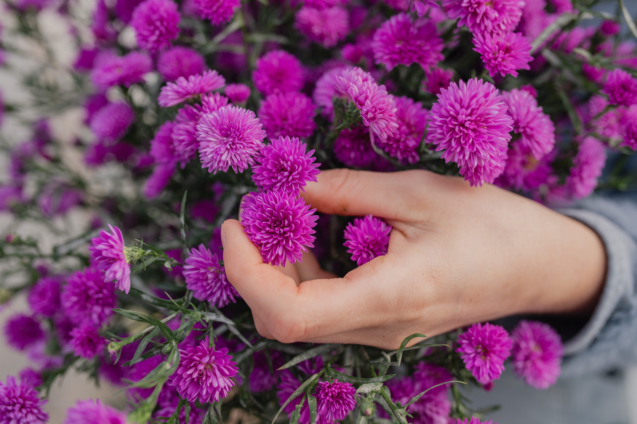 Asteri Primavera, Loukykvět