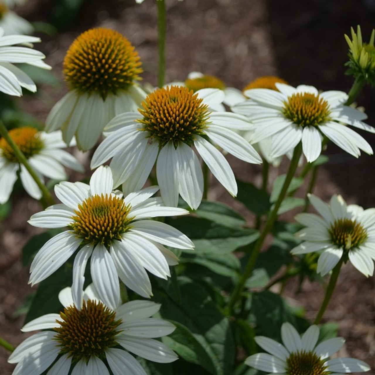 Echinacea PowWow White, Loukykvět