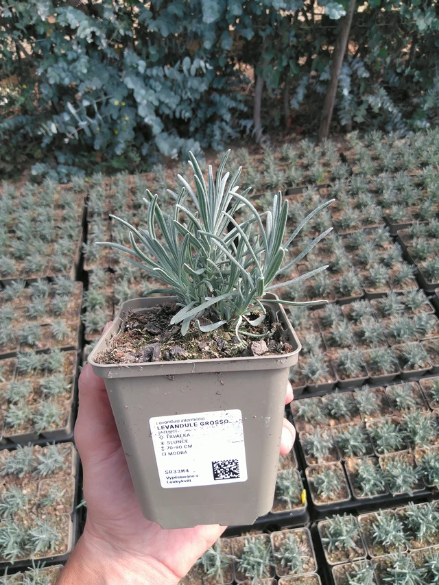 Laventeli Grosso - 20. 6. 2025