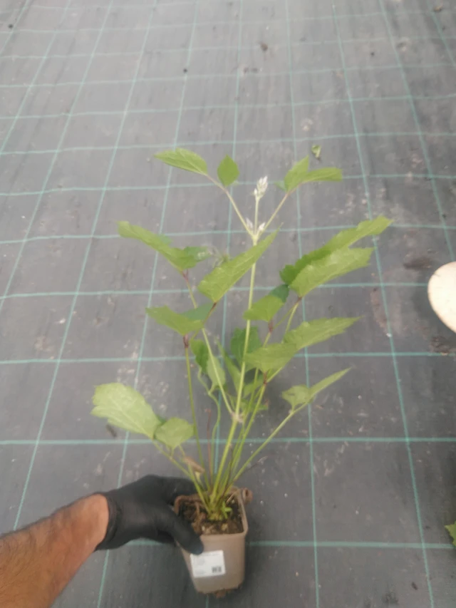 Clematis New Love - 10. 9. 2025