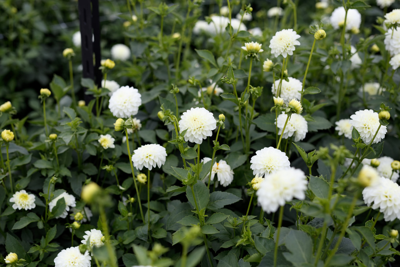 Dalia White Renova, Loukykvět