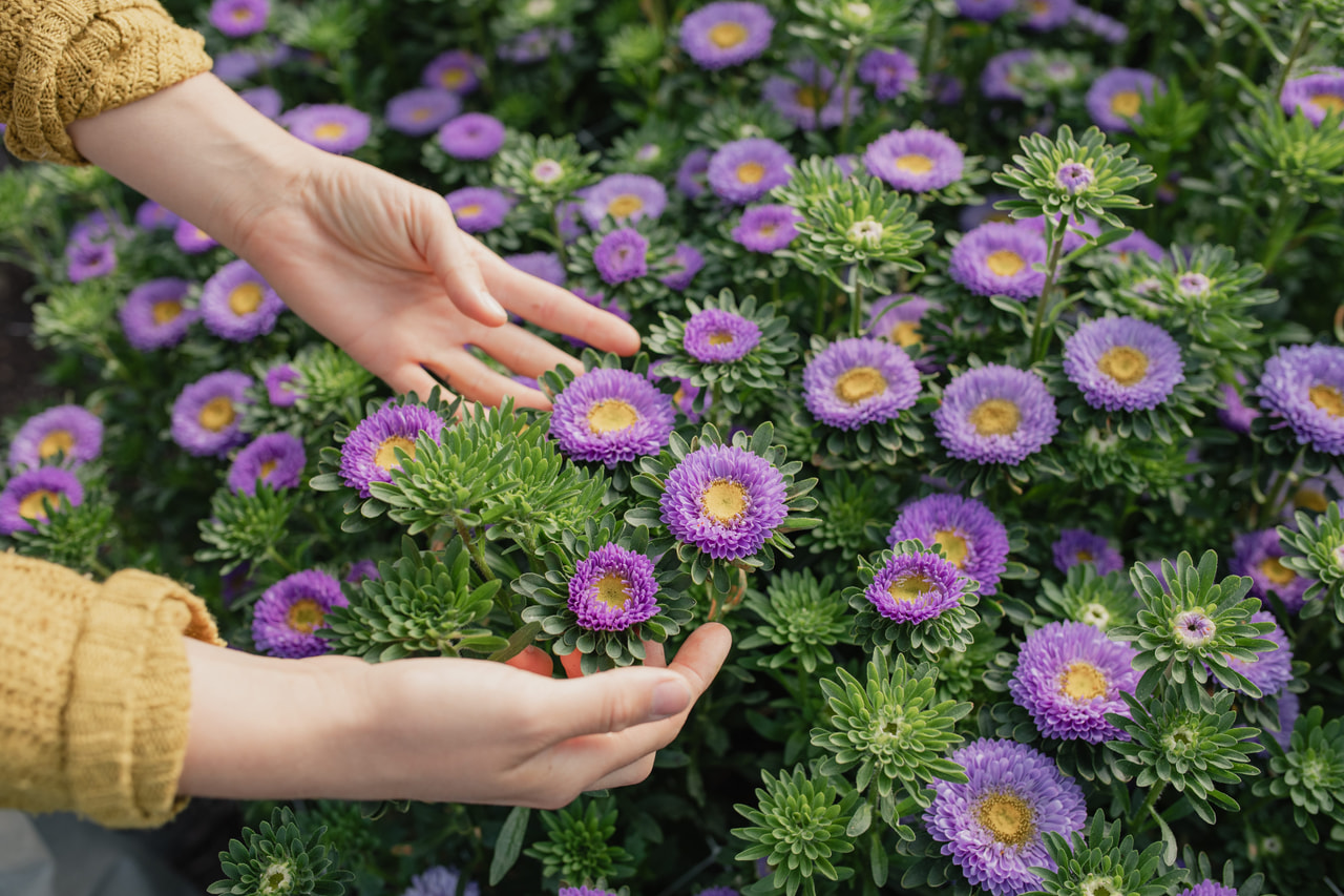 Kiinanasteri Matsumoto Light Blue, Loukykvět