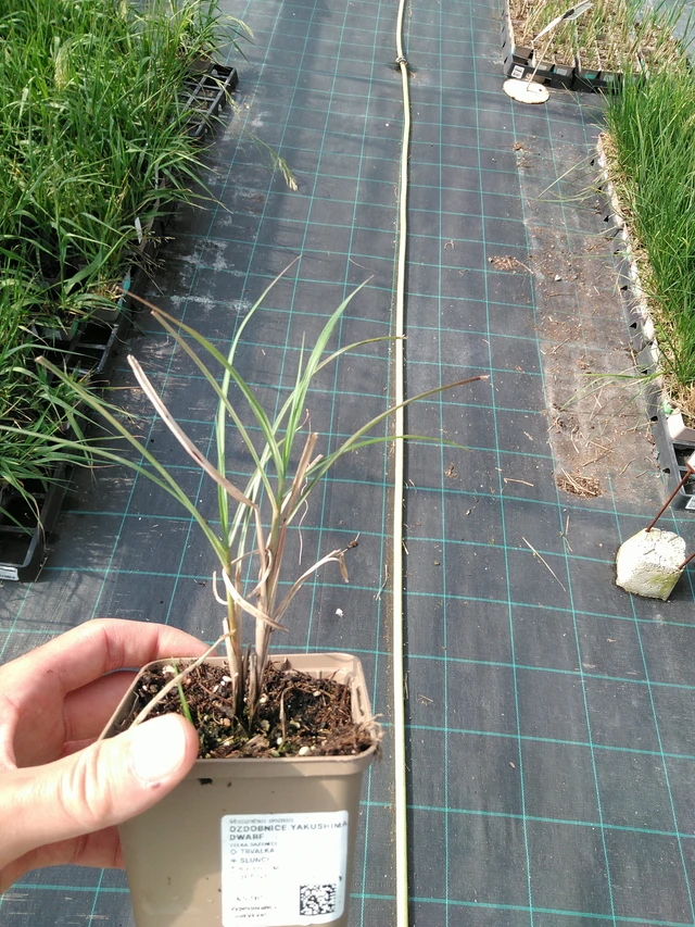 Miscanthus Yakushima Dwarf - 24. 6. 2025