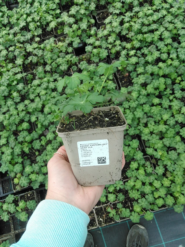 Geranio Saint Ola - 9. 6. 2025