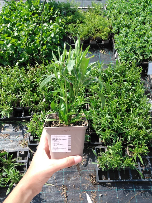 Piisku Moonlight Glory - 2024