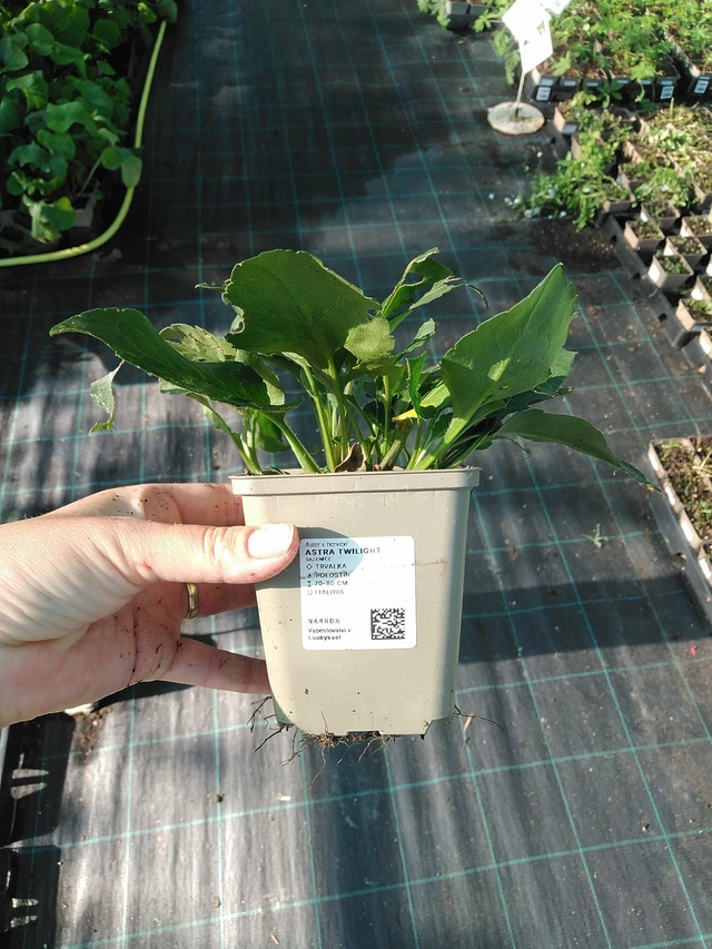 Asteri Twilight - 19. 8. 2025