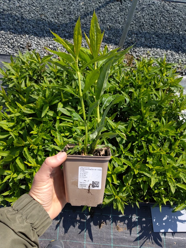 Phlox Duchess of York - 13. 5. 2026