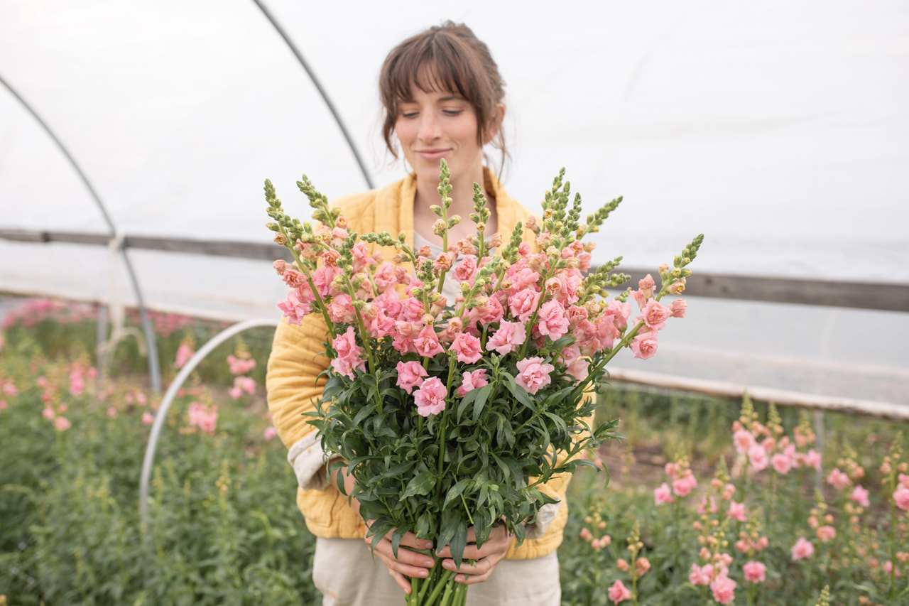 Leijonankita Snapstar Pink, Loukykvět