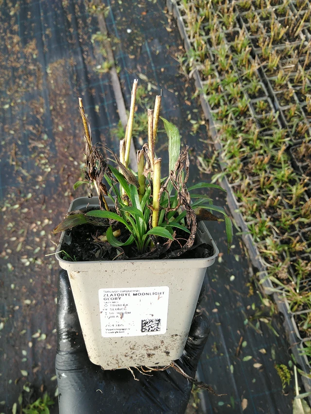 Piisku Moonlight Glory - 31. 10. 2025