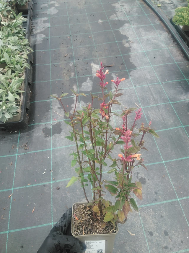 Iiso Mango Tango - 10. 9. 2025