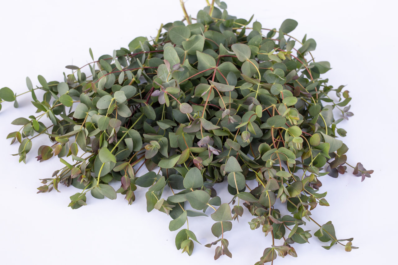 Eucalyptus stuartiana, Loukykvět