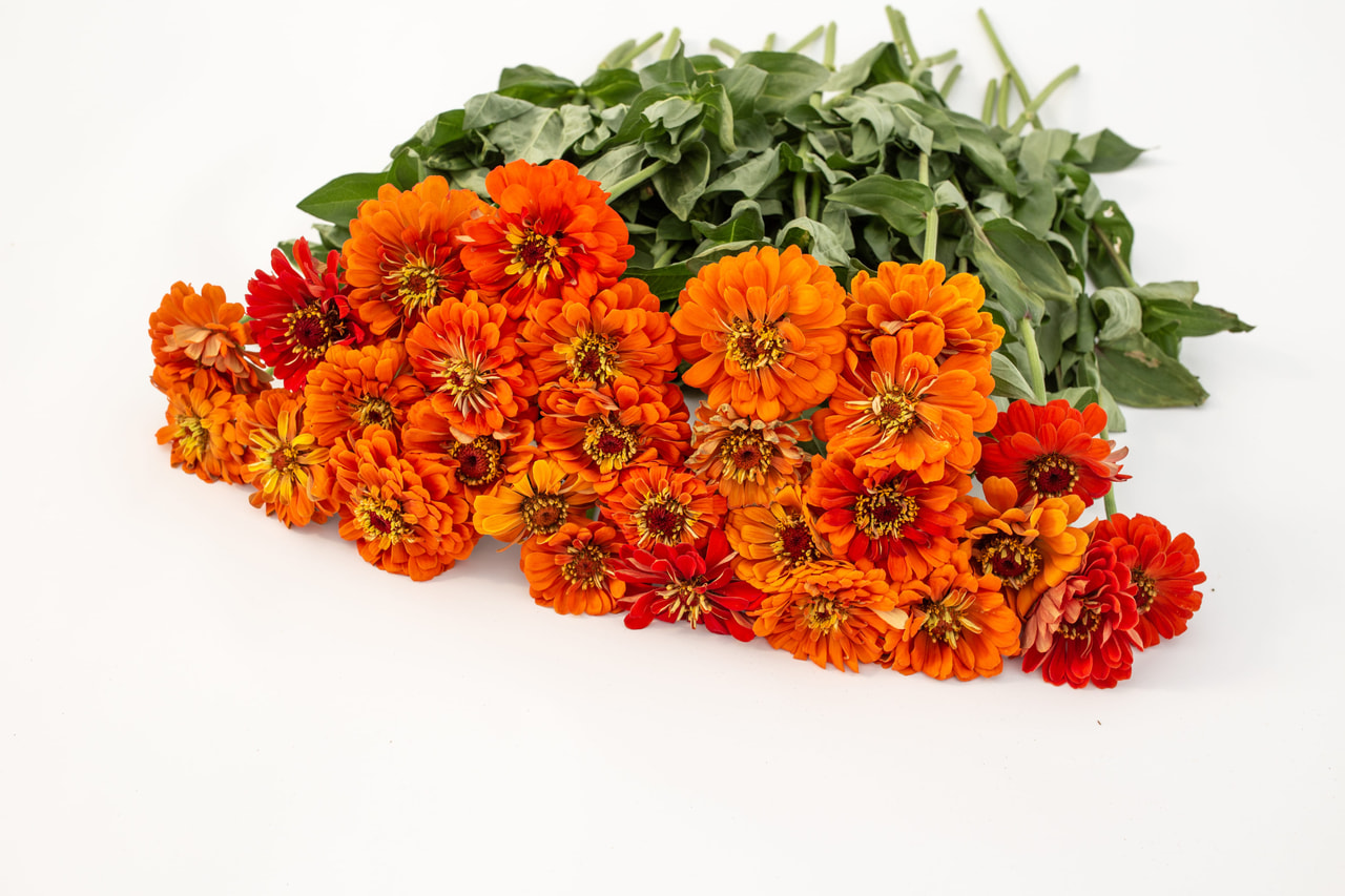 Tsinnia Super Yoga Orange, Loukykvět