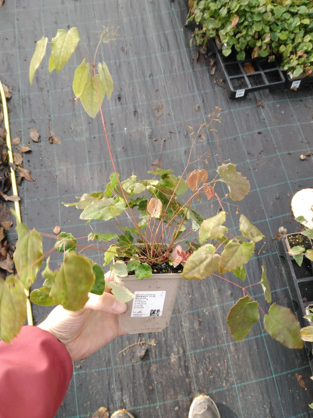 Epimedium Lilac Bicolor - 23. 10. 2025