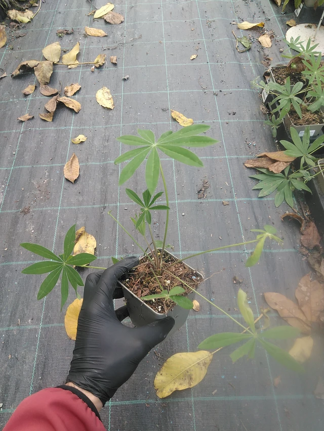 Lupiini Band of Nobles Schloßfrau - 13. 10. 2025