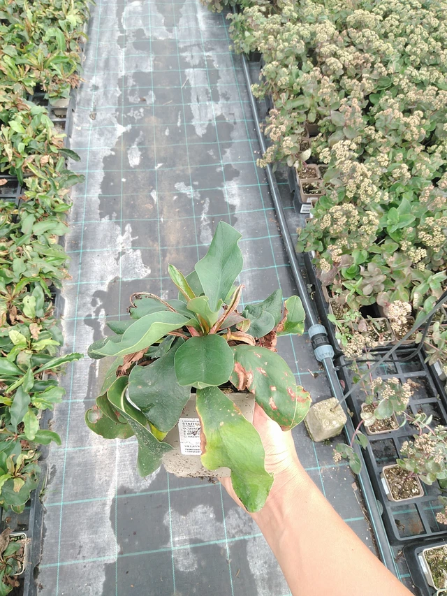 Hopeaikiviuhko - 10. 9. 2025