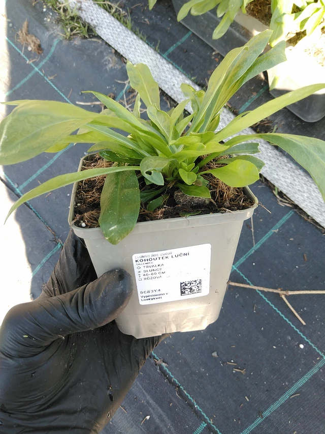 Käenkukka - 19. 8. 2025