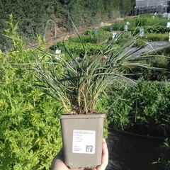 Seedling