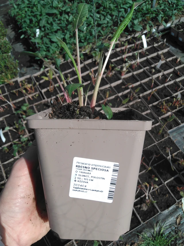 Konnantatar Speciosa - 2024