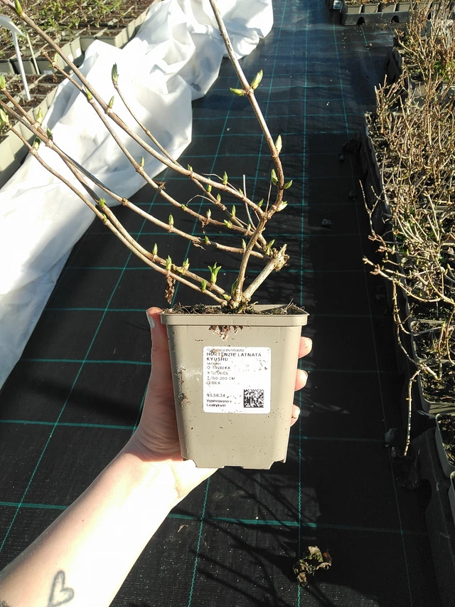 Syyshortensia Kyushu - 7. 4. 2026