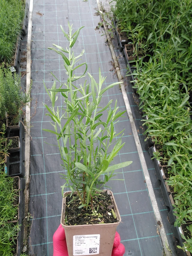 Asteri Schneetanne - 29. 7. 2025