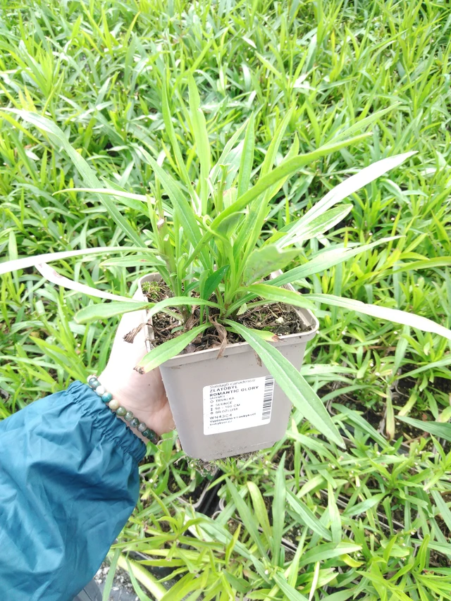 Piisku Romantic Glory - 2024