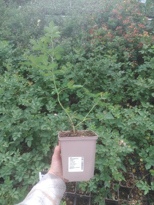 Rosa Magical Sunset - 2024