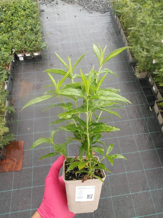 Kiiltoleimu Duchess of York - 7. 7. 2025