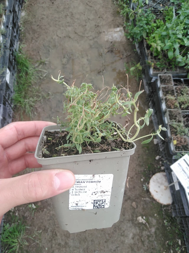 Tomillo Pompom - 1. 8. 2025