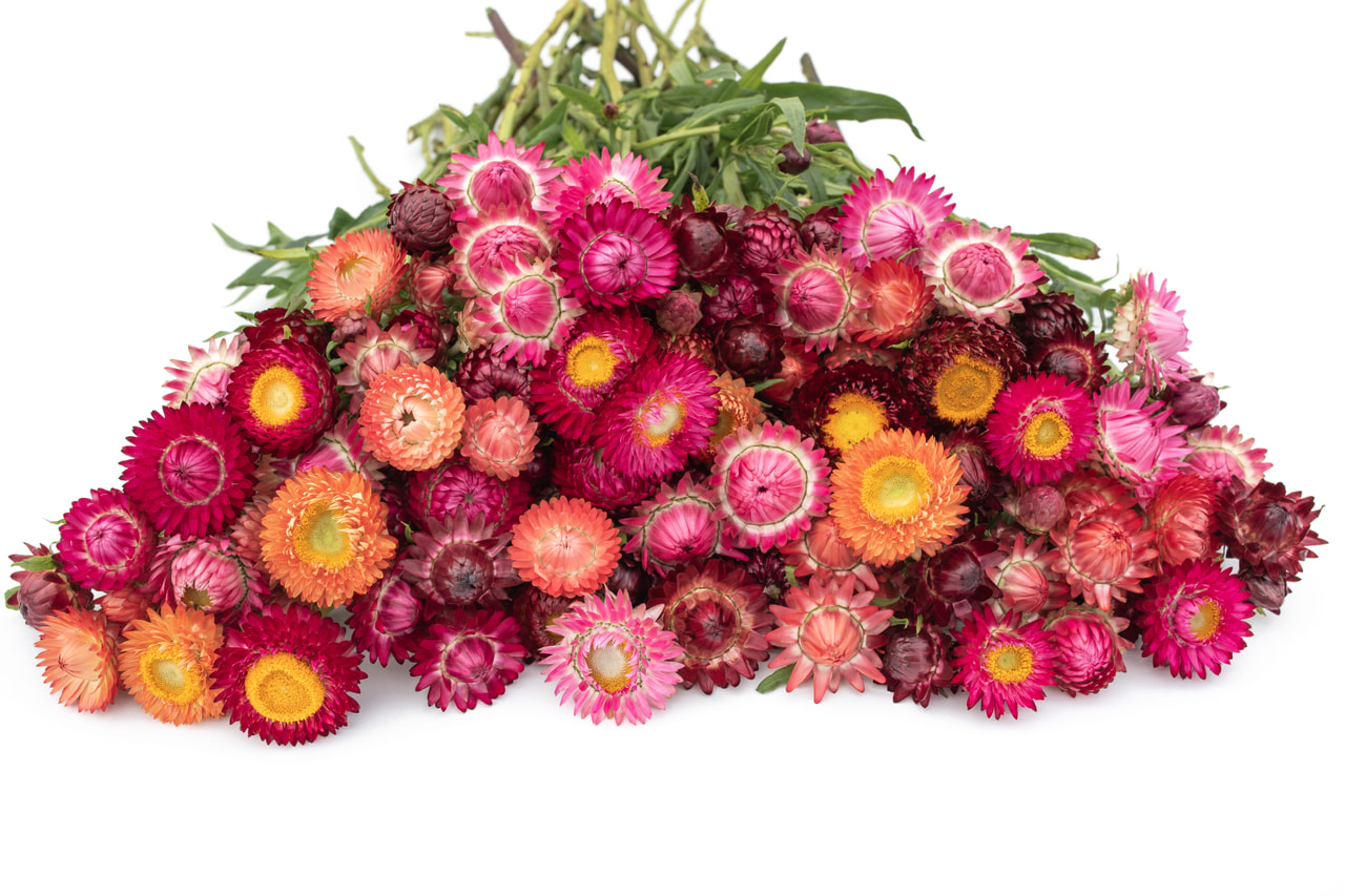 Olkikukka Berries & Fruits Mix, Loukykvět