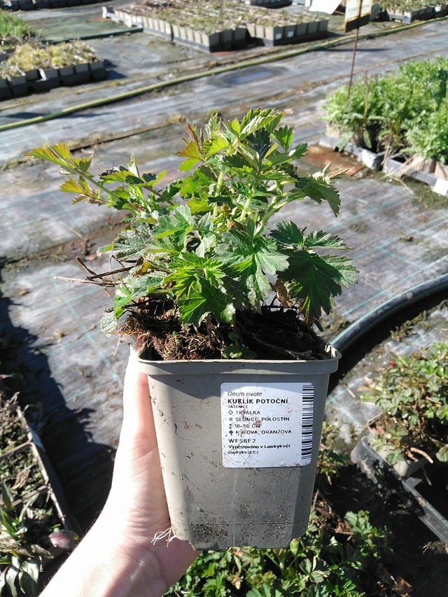 Ojakellukka - 7. 4. 2026