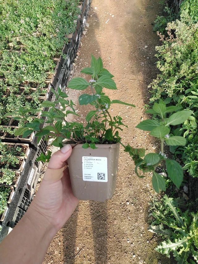 Inkivääriminttu - 19. 8. 2025