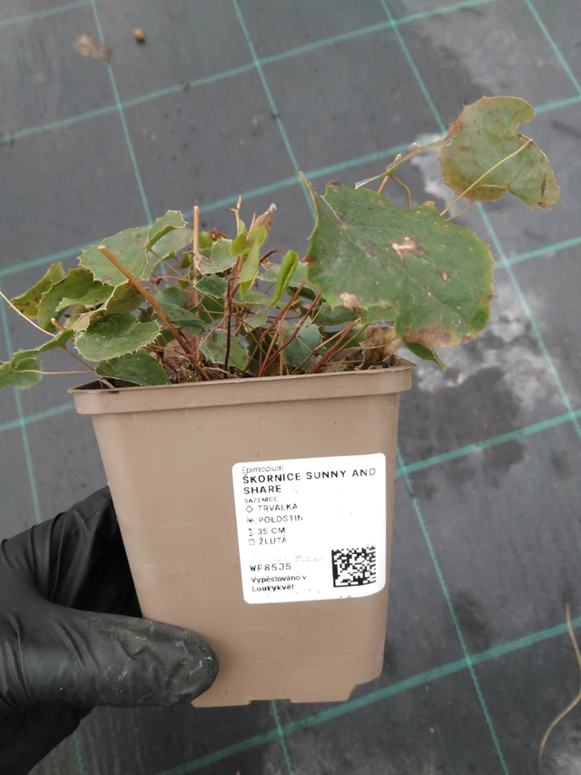 Epimedium Sunny and Share - 1. 4. 2026