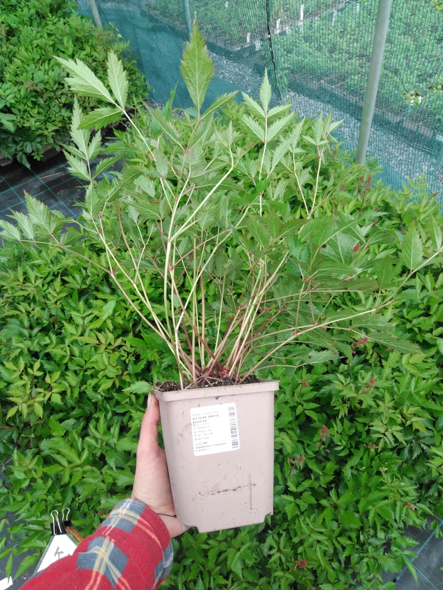 Jaloangervo Anita Pfeifer - 2024