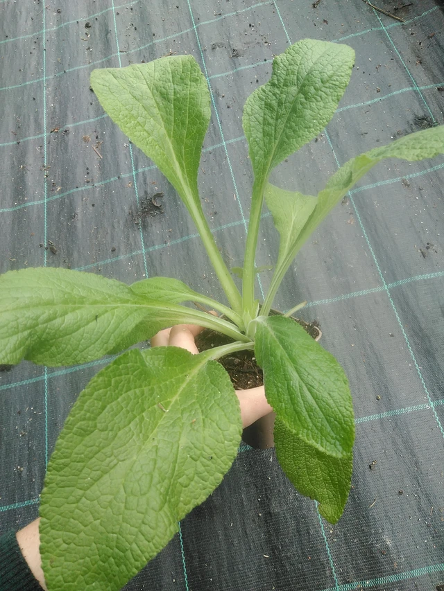 Sormustinkukka Camelot Lavender - 17. 7. 2025