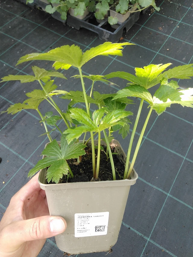 Tähtiputki Shaggy - 1. 7. 2025