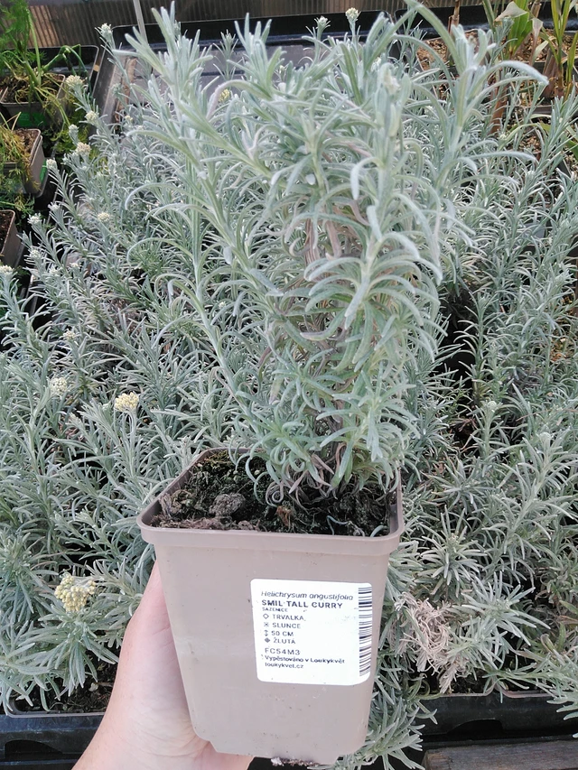 Smil Tall Curry - 15. 5. 2025