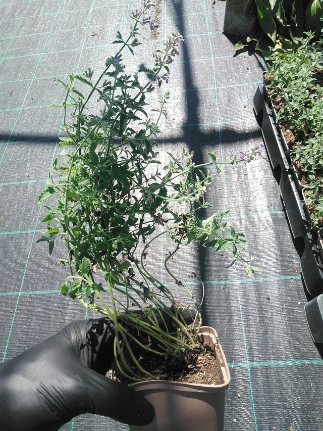 Kissanminttu Senior - 19. 8. 2025