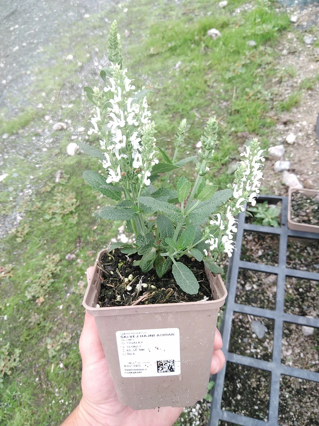 Salvia nemorosa Adrian - 21. 7. 2025