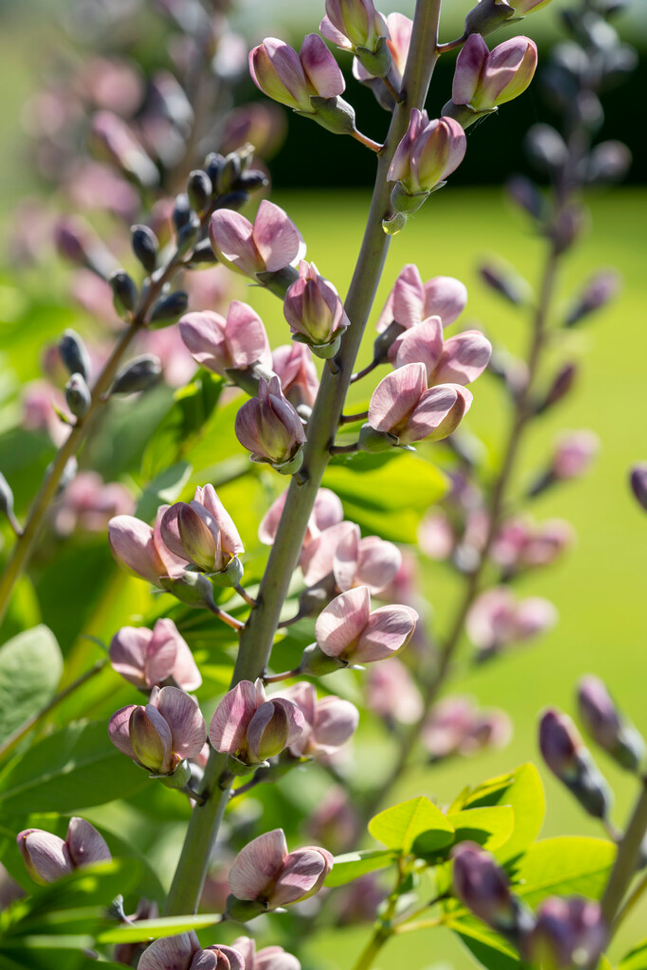 Baptisia Pink Truffles, Loukykvět