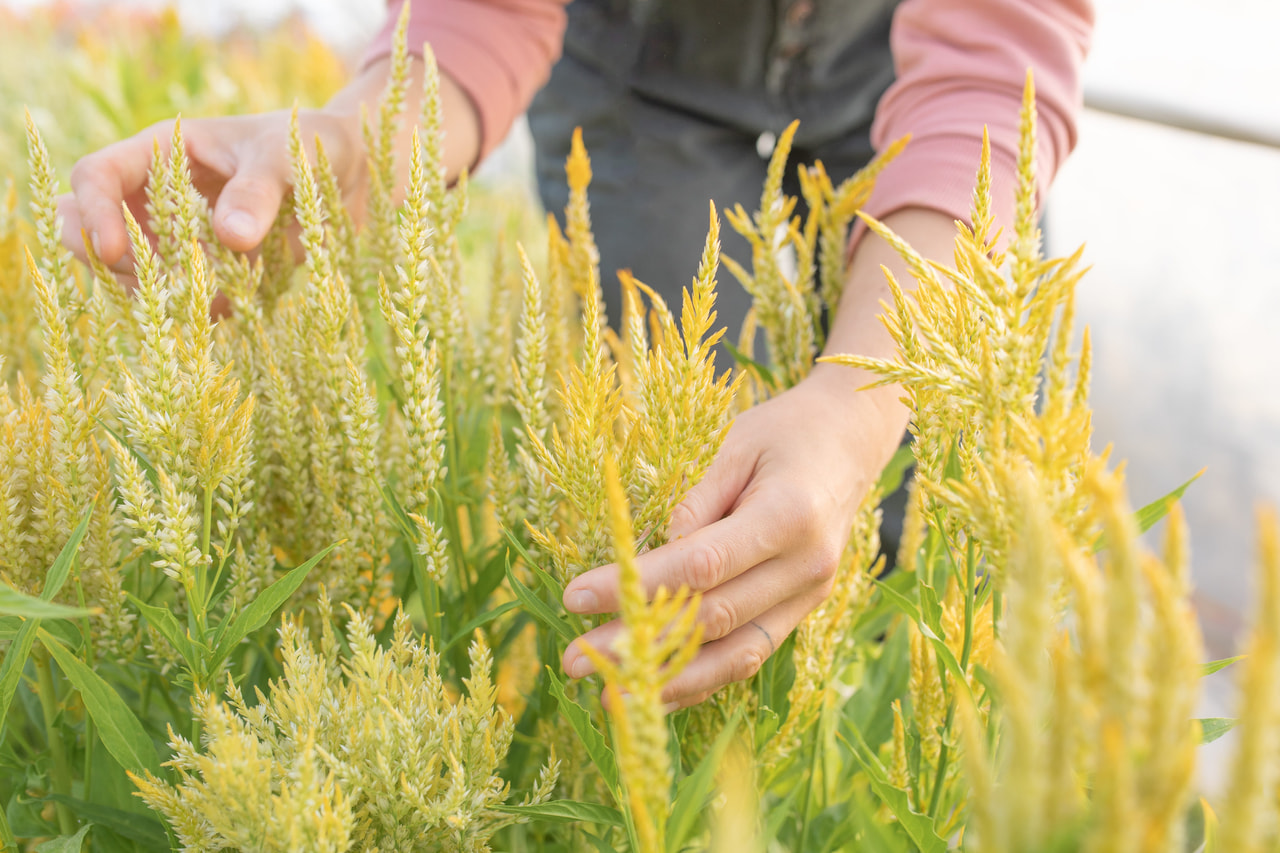 Kukonharja Golden Plume, Loukykvět
