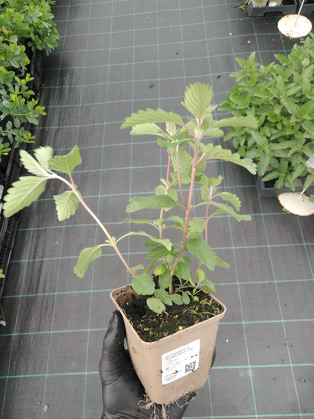 Cariópteris Pagoda Dark Pink - 4. 8. 2025