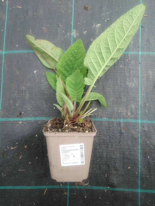 Verbascum Wedding Candles - 2024